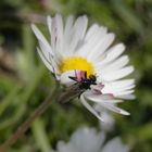 Strahlenmücke (Dilophus febrilis) ???