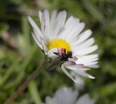 Strahlenmücke (Dilophus febrilis) ???