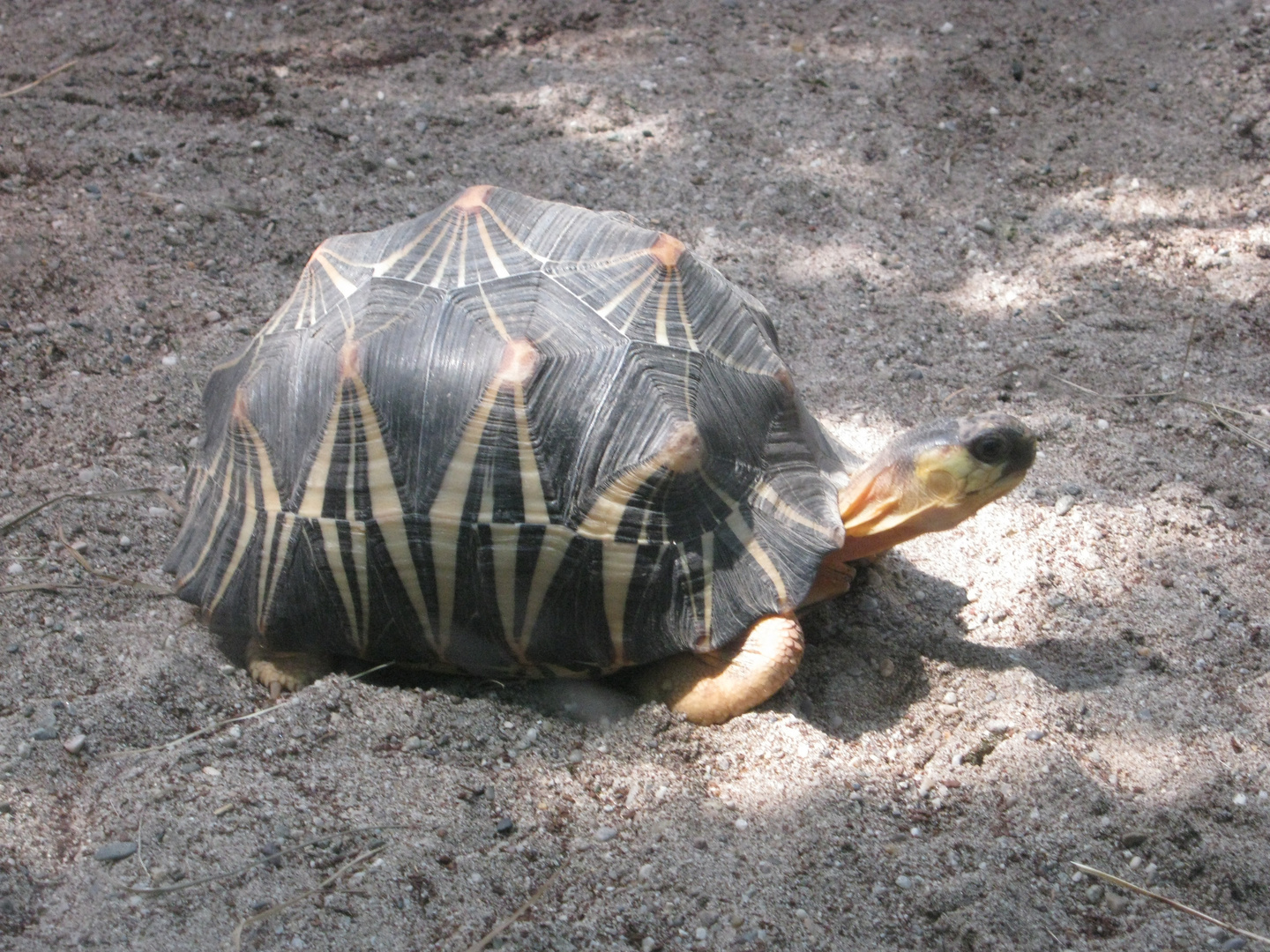 Strahlenschildkröte