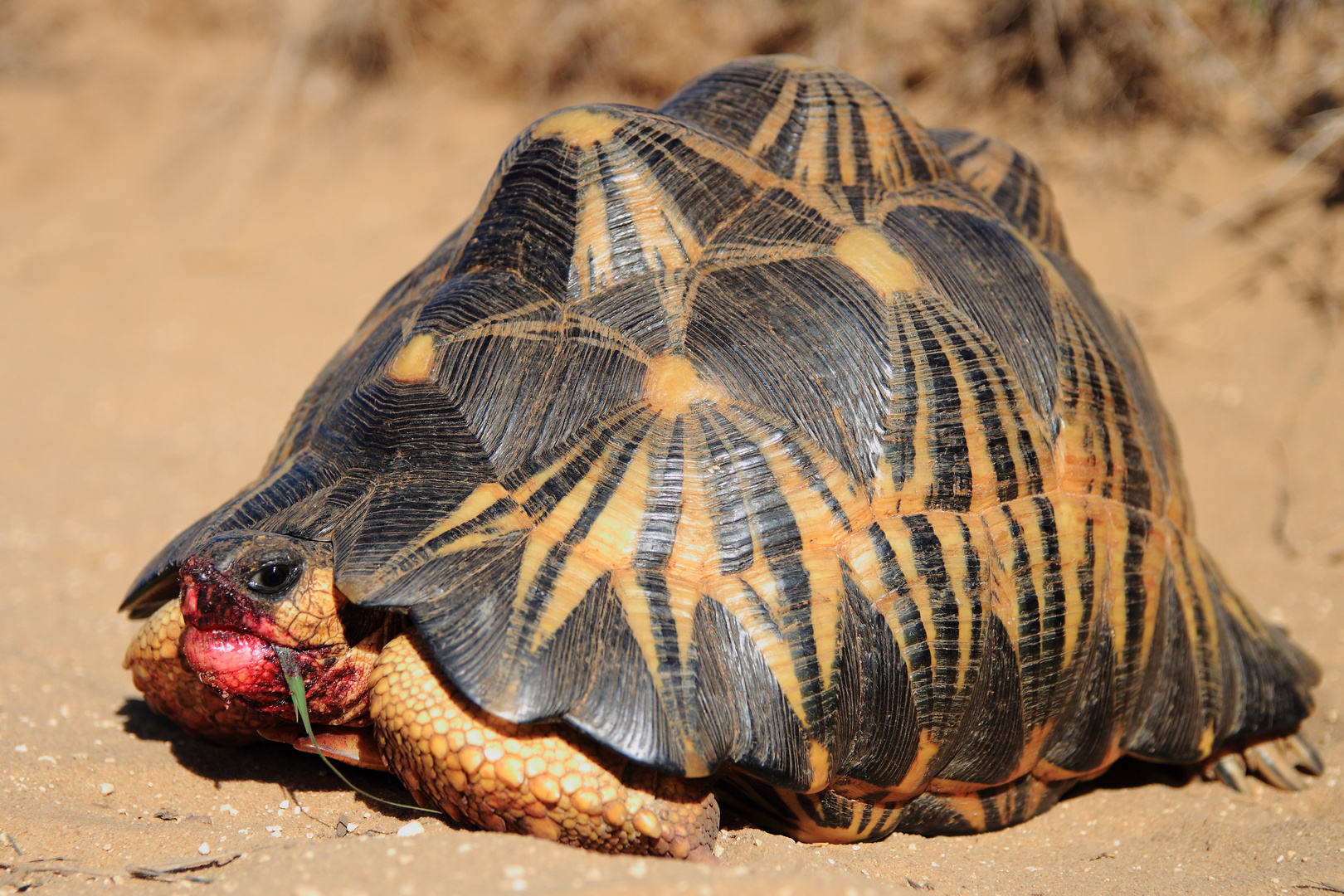 Strahlenschildkröte (1/3)