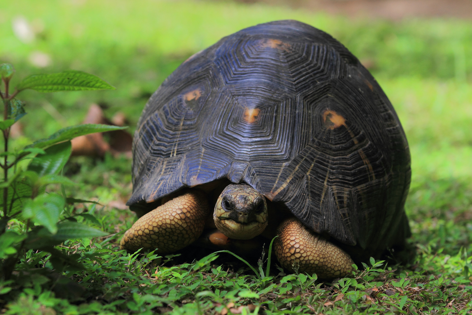 Strahlenschildkröte (2/3)