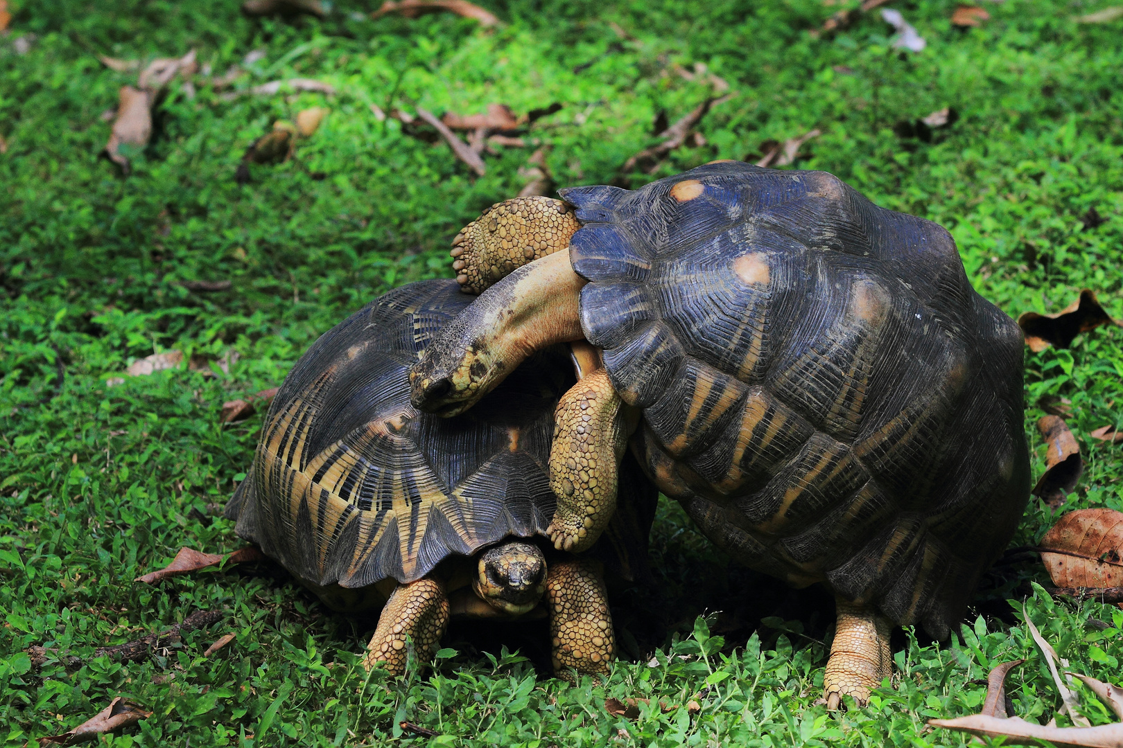 Strahlenschildkröte (3/3)