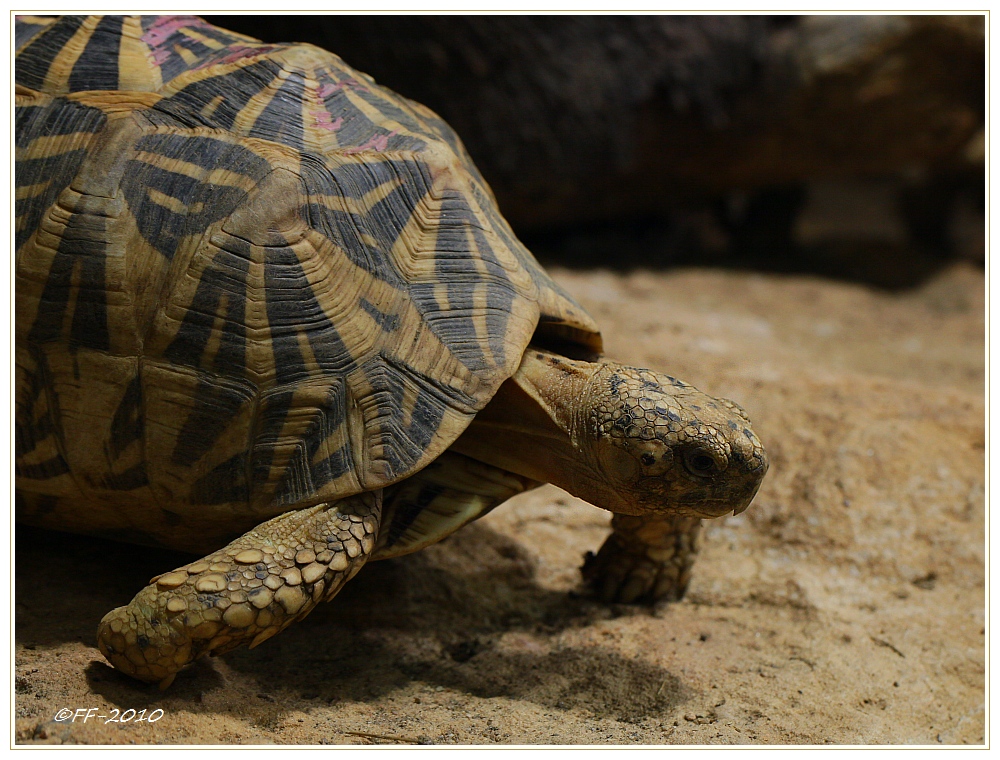 ... Strahlenschildkröte ..