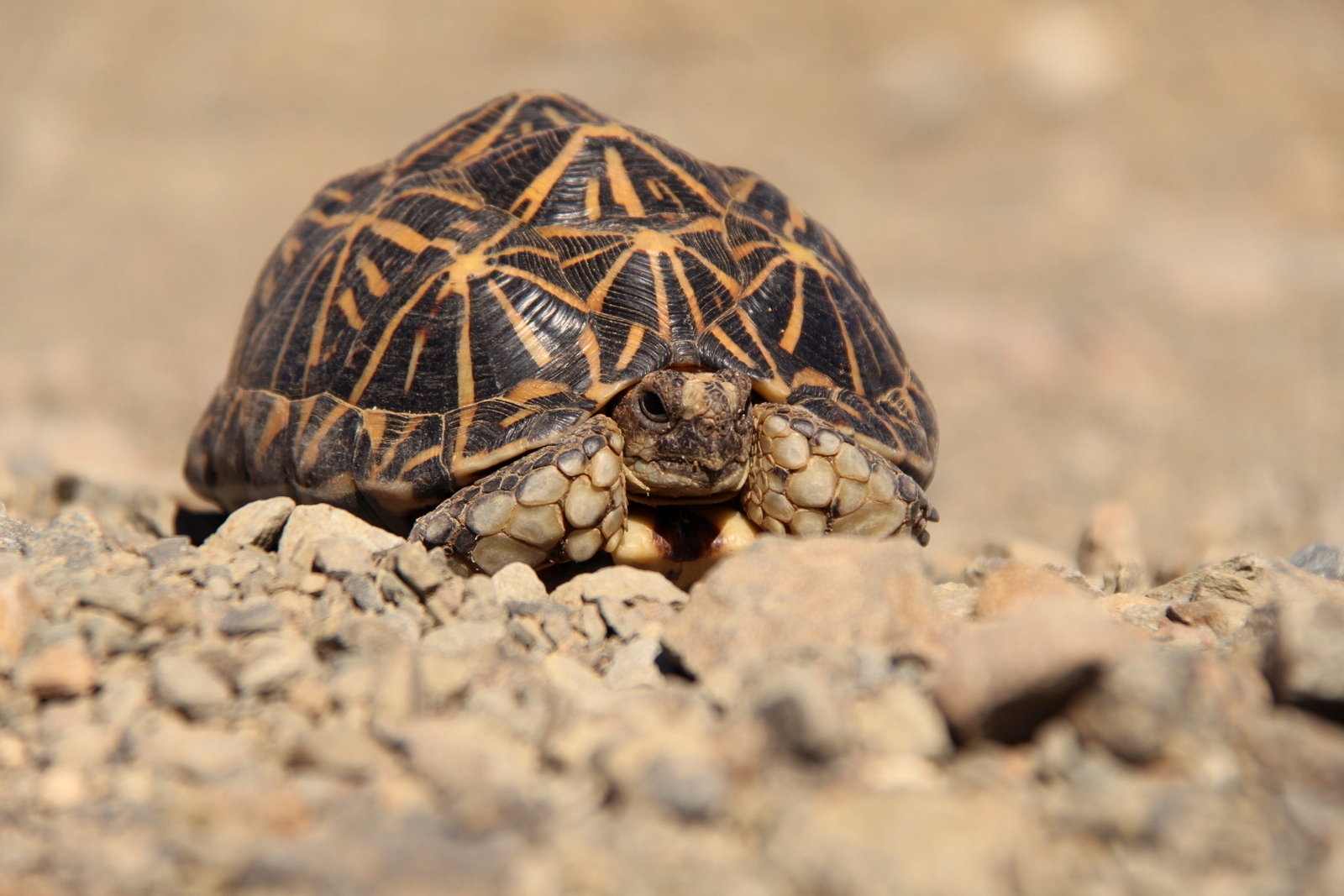 Strahlenschildkröte