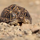 Strahlenschildkröte