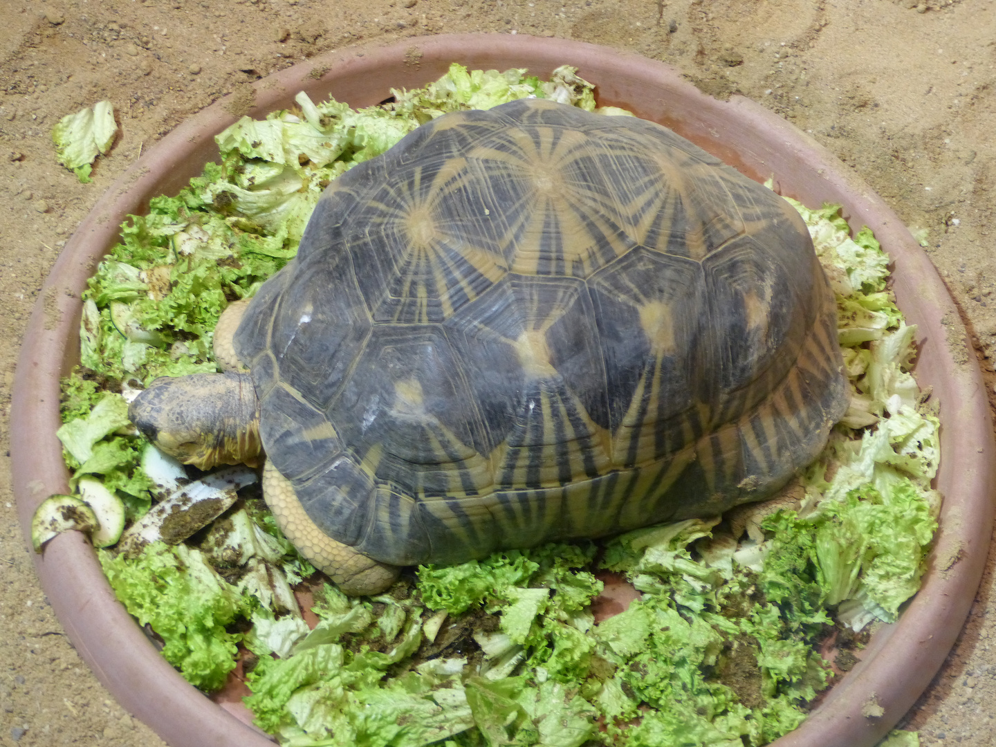 Strahlenschildkröte hat genug zu essen