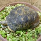 Strahlenschildkröte hat genug zu essen