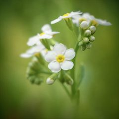 ... strahleweiss & dottergelb ...