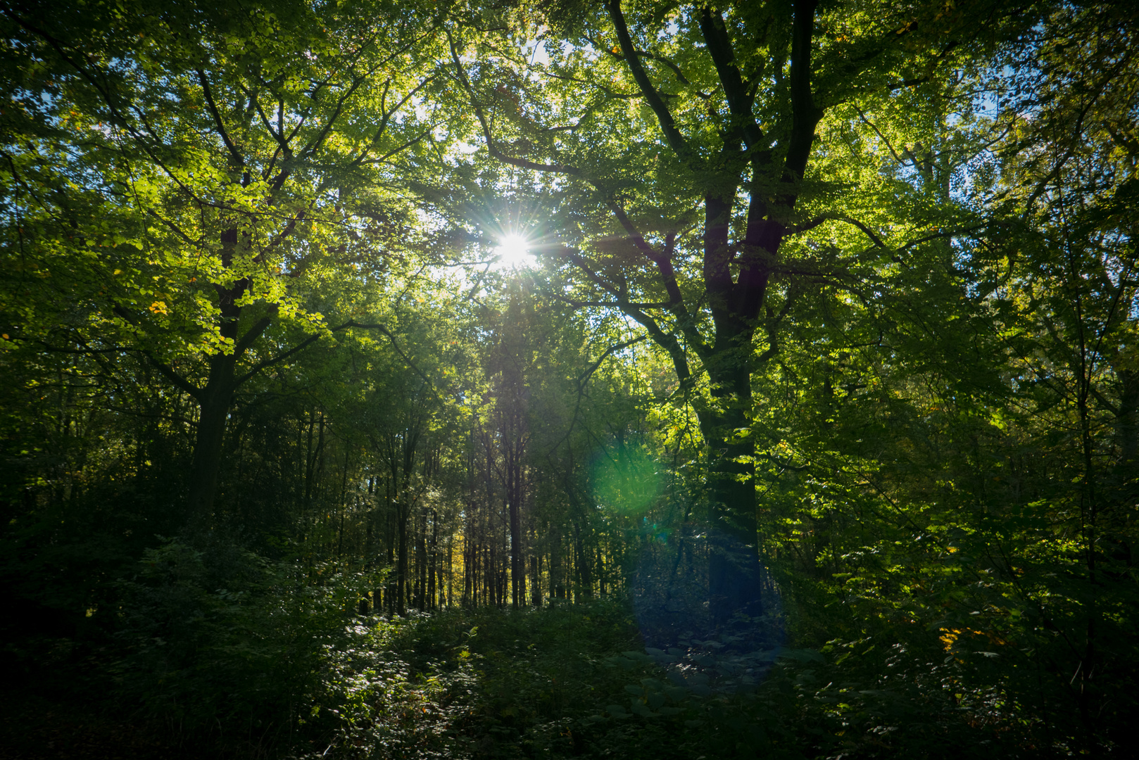 Strahlkraft der Herbstsonne im Wald