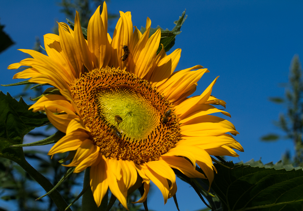 Strahlt mit der Sonne um die Wette