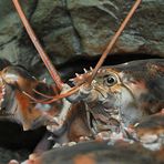 Stralsund, Meeresmuseum: Der Hummer