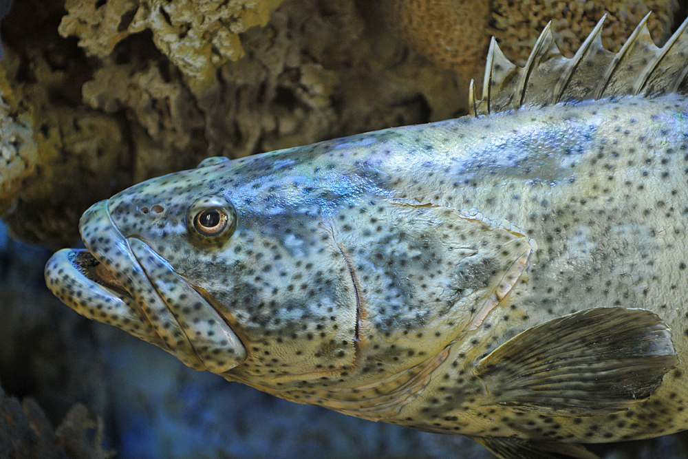 Stralsund, Meeresmuseum: Fisch – Modell 02