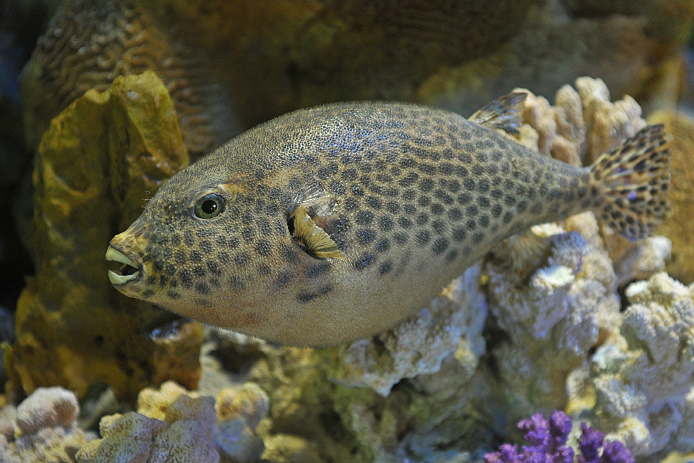 Stralsund, Meeresmuseum: Fisch – Modell 04