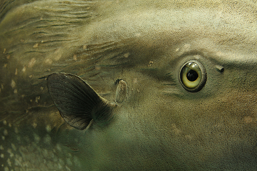 Stralsund, Meeresmuseum: Mondfisch – Modell