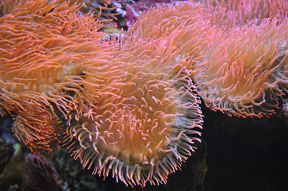 Stralsund, Meeresmuseum: Seeanemonen – Modell 01