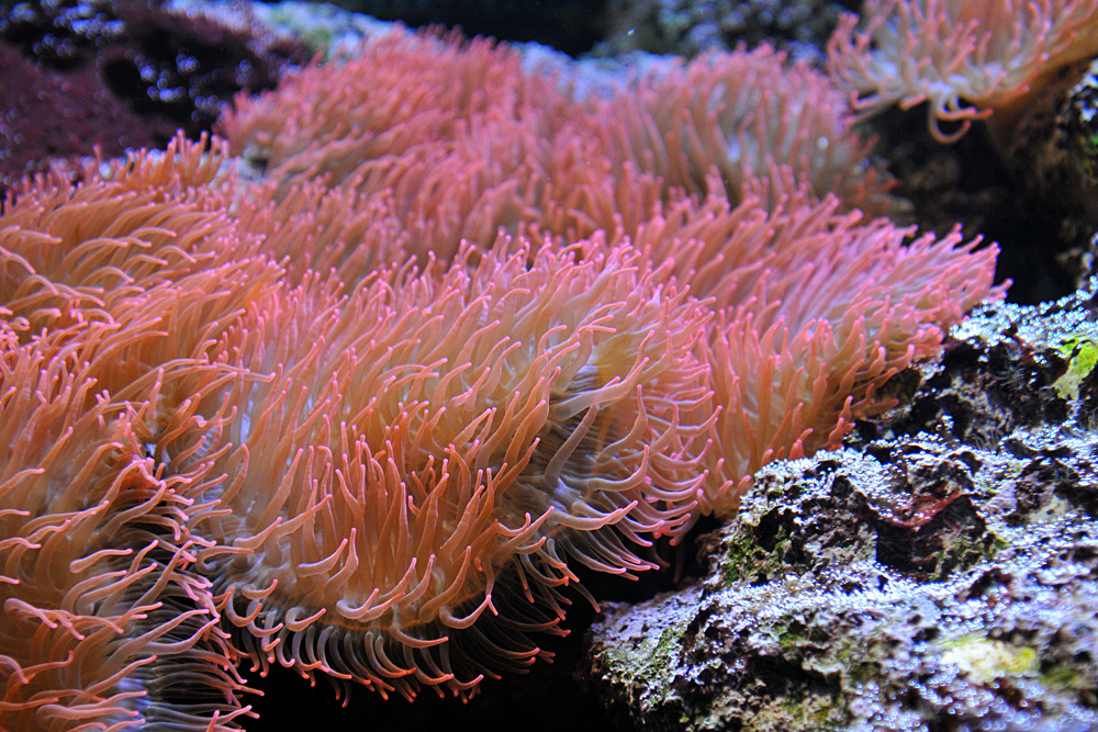 Stralsund, Meeresmuseum: Seeanemonen – Modell 02