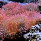 Stralsund, Meeresmuseum: Seeanemonen – Modell 02