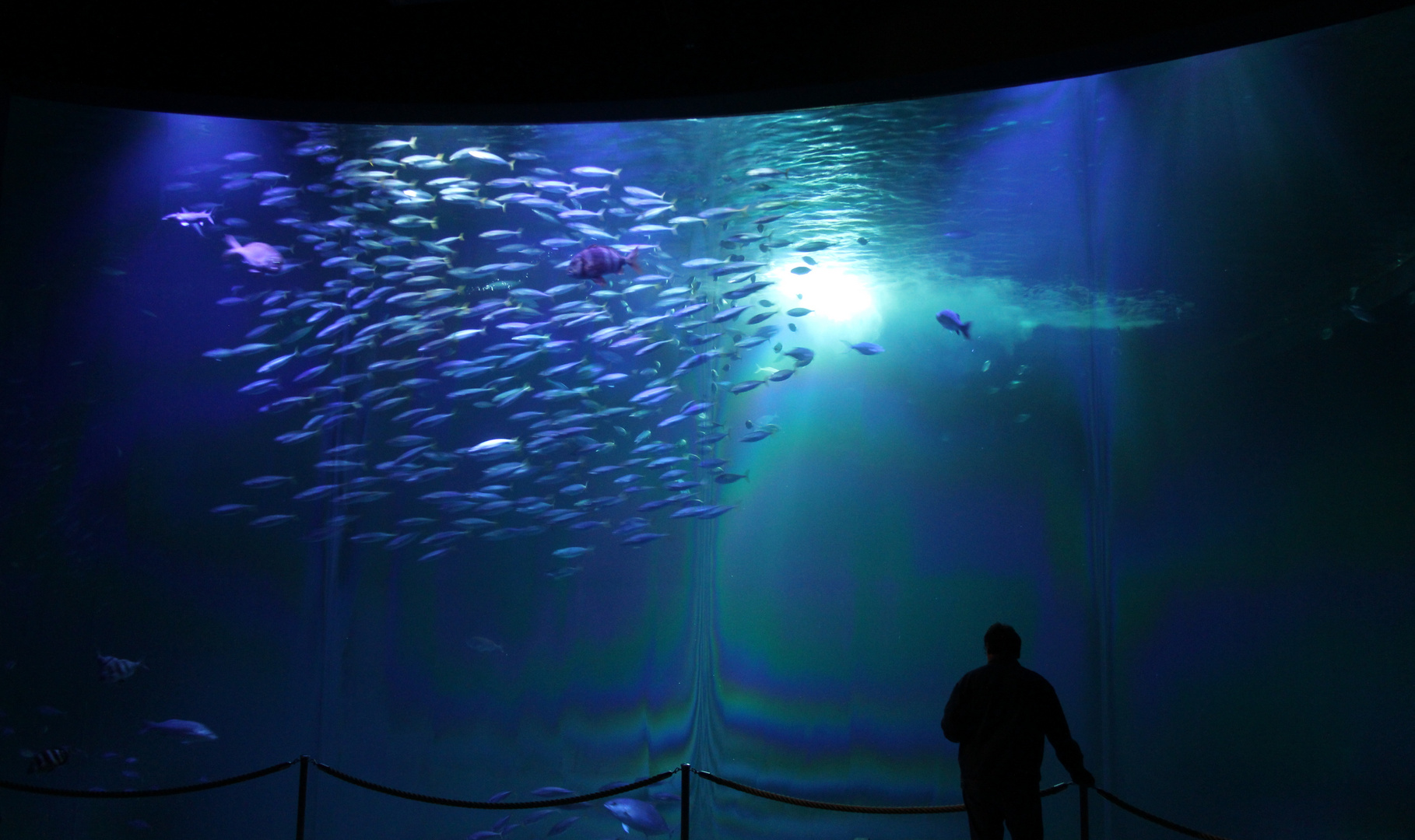 Stralsund: Ozeaneum