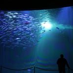 Stralsund: Ozeaneum