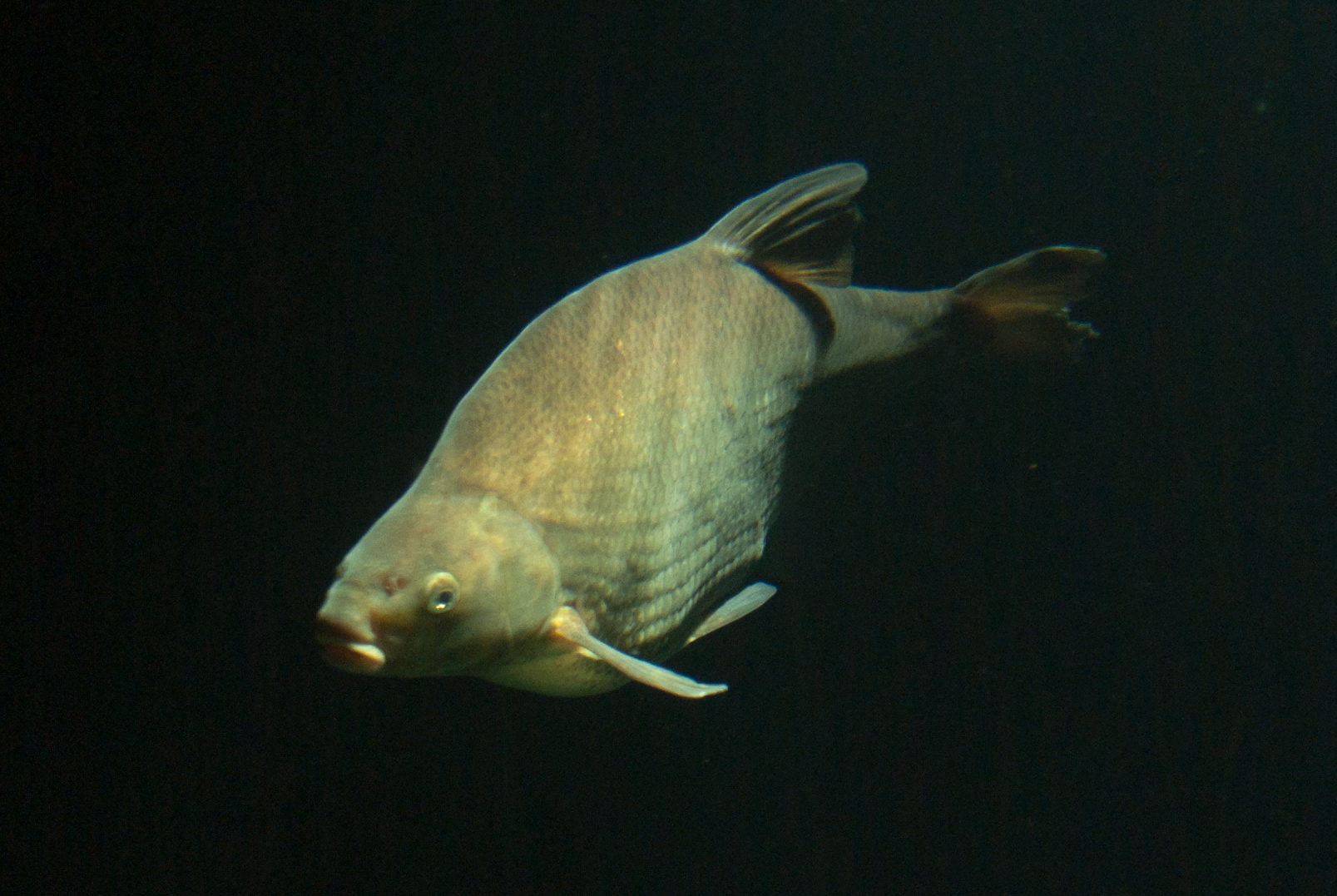 Stralsund Ozeaneum