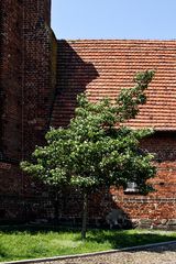 StralsundBaumKirche