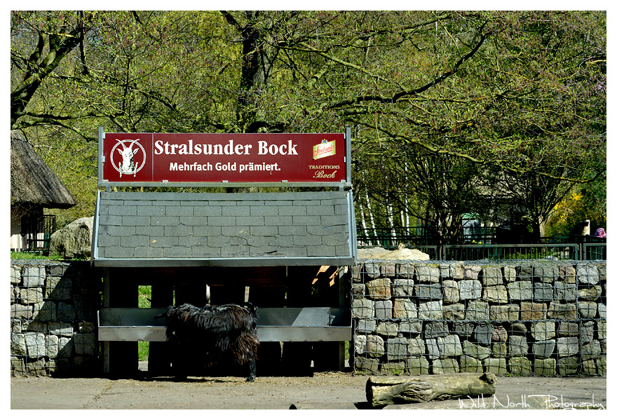 Stralsunder Bock