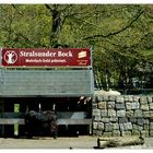 Stralsunder Bock