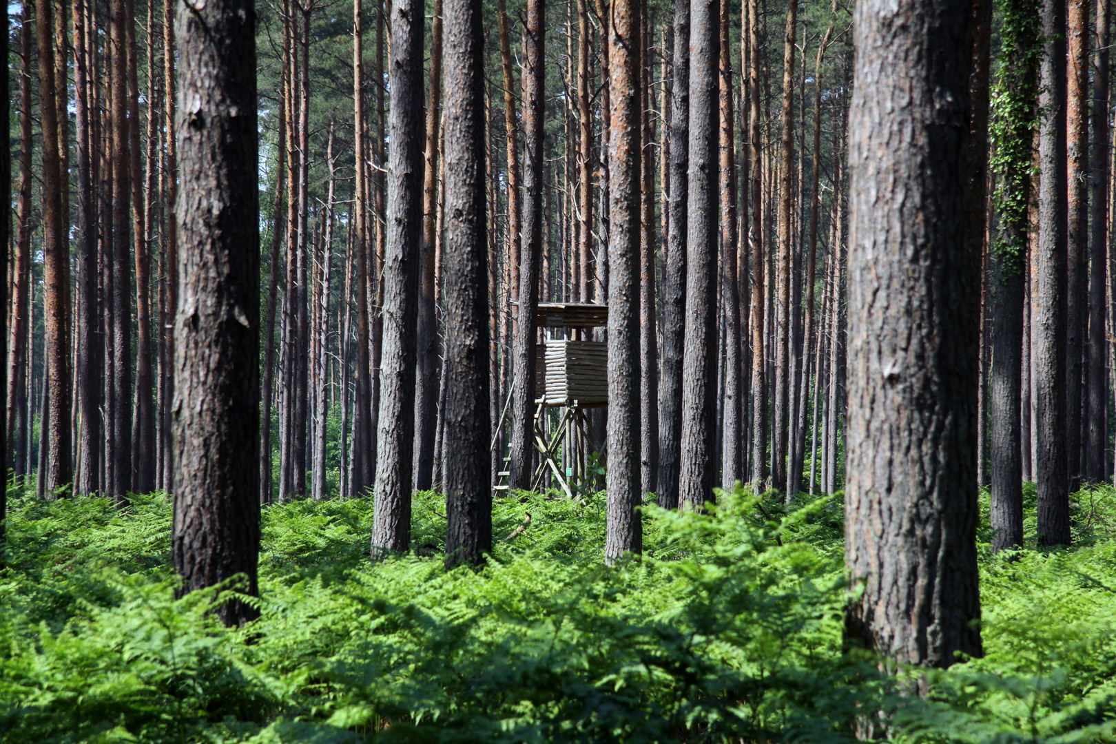 "Stramm gestanden"- der Wald als Kulturlandschaft