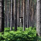 "Stramm gestanden"- der Wald als Kulturlandschaft