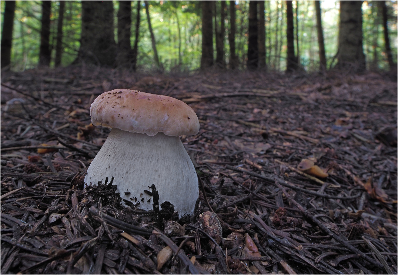 Strammer  Knubbel.....Fichtensteinpilz