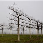 strammstehen im Nebel