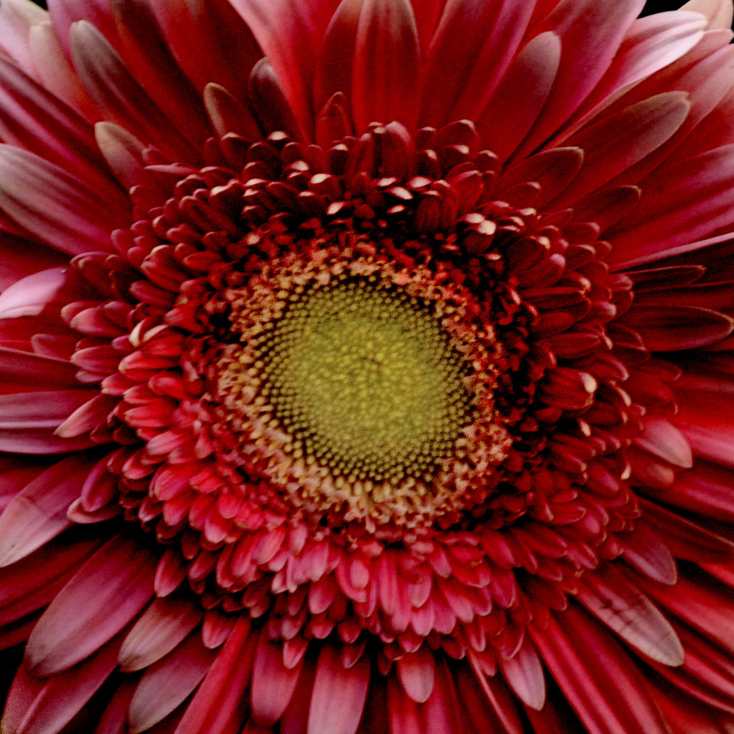 Strana Gerbera