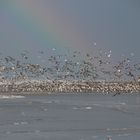 Strand arbeiten auf Ameland