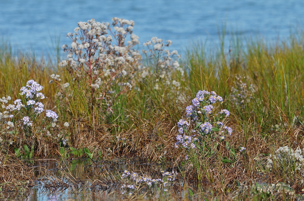 Strand – Aster: Die Salztolerante