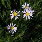 Strand Aster im Wind