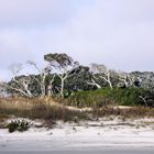 Strand auf Jekyll Island