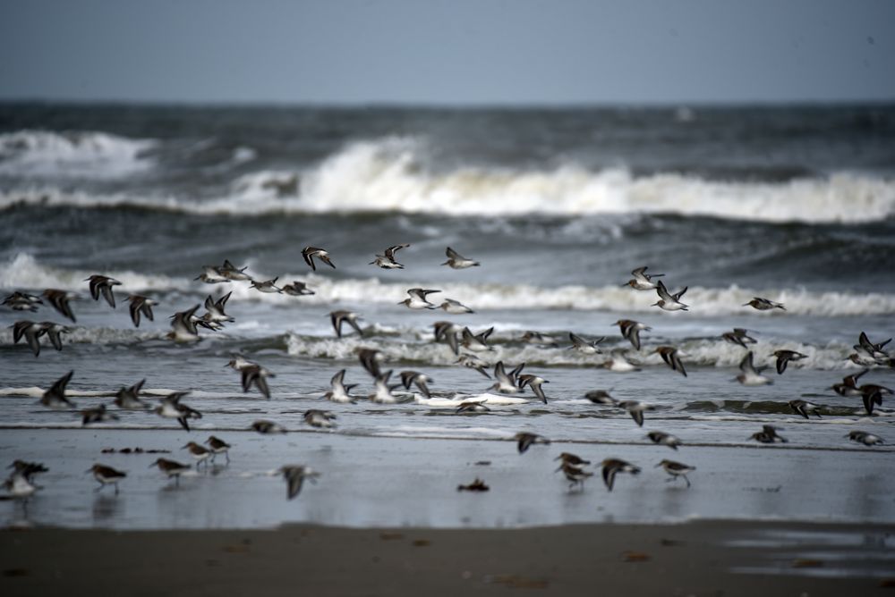 Strand auf Langeoog