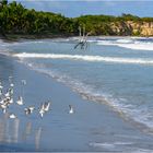 Strand auf Martinique