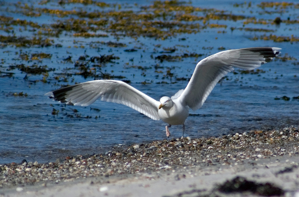 Strand auf Seeland_2