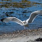 Strand auf Seeland_2