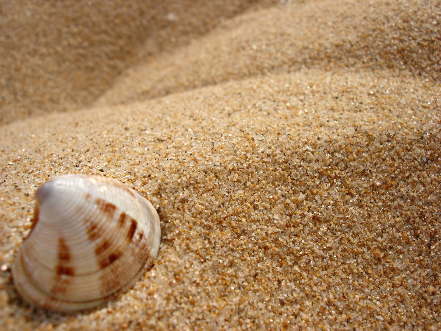 Strand aus Muschelsicht.