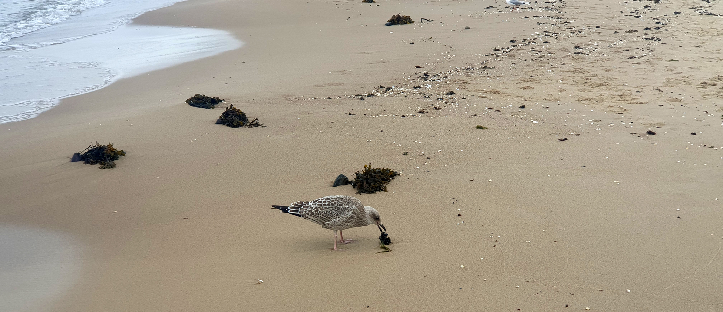 Strand-Begegnung