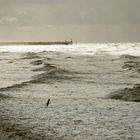 Strand bei Blankenberge (Belgien)