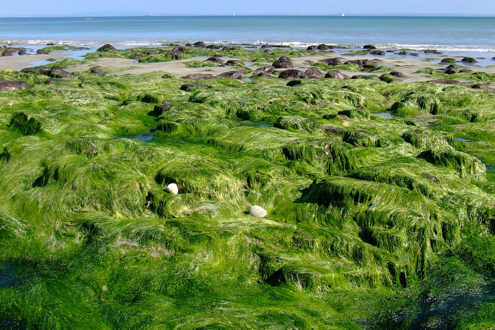 Strand bei Ebbe