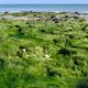 Strand bei Ebbe