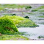 Strand bei Ebbe (3)