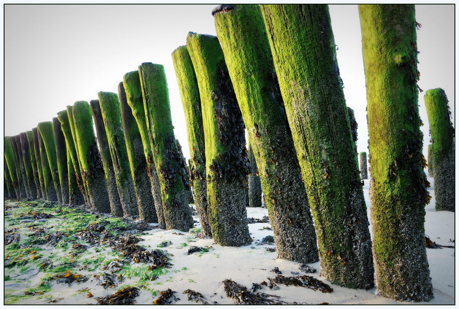 Strand bei Nieuwvliet, Niederlande Foto & Bild | world ...