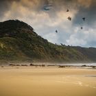 Strand bei Paihia