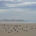 Strand bei St. Francis