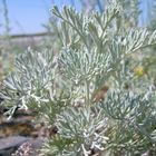 Strand-Beifuß (Artemisia maritima)